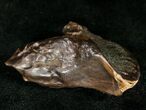 Rooted Triceratops Tooth - #7161-2
